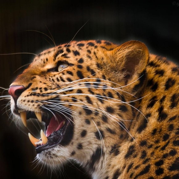 Puff Contrast Leopard Brushed Fabric Top - Picture 6 of 8